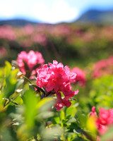 Almrauschblüte, Giglachseen