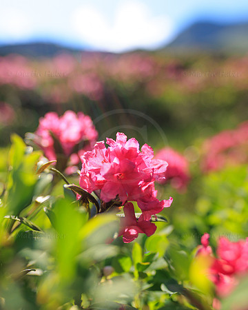 Almrauschblüte, Giglachseen
