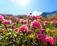 Almrauschblüte, Giglachseen