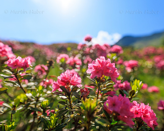 Almrauschblüte, Giglachseen