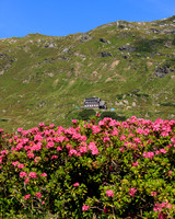 Almrauschblüte, Giglachseen