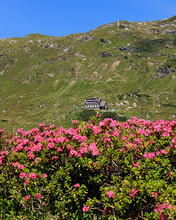 Almrauschblüte, Giglachseen