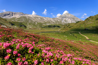 Almrauschblüte, Giglachseen
