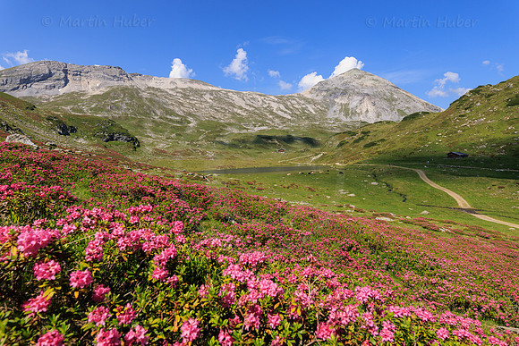 Almrauschblüte, Giglachseen