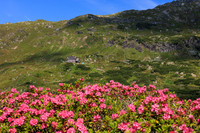 Almrauschblüte, Giglachseen