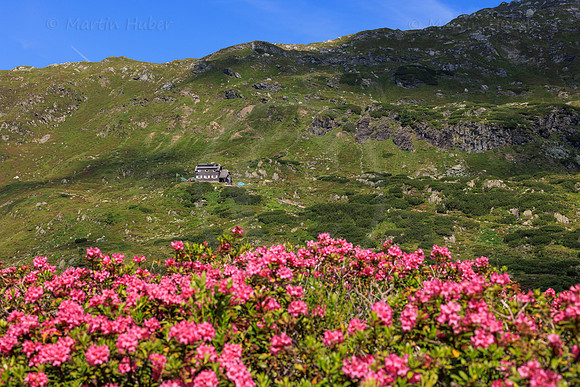 Almrauschblüte, Giglachseen