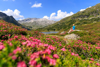 Almrauschblüte, Giglachseen