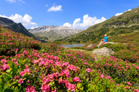 Almrauschblüte, Giglachseen