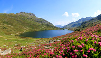 Almrauschblüte, Giglachseen
