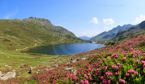 Almrauschblüte, Giglachseen
