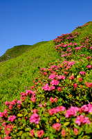 Almrauschblüte, Galsterbergalm, Pleschnitzzinken