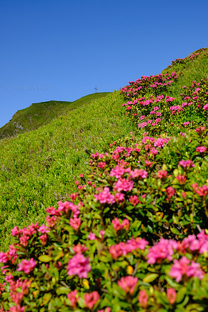 Almrauschblüte, Galsterbergalm, Pleschnitzzinken