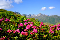 Almrauschblüte, Galsterbergalm, Pleschnitzzinken