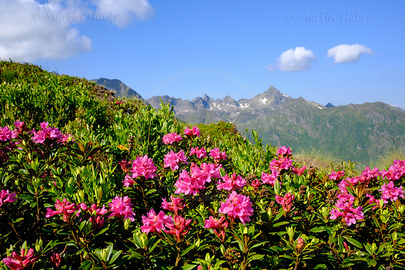 Almrauschblüte, Galsterbergalm, Pleschnitzzinken