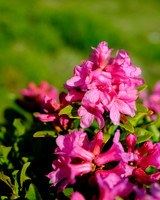 Almrauschblüte, Galsterbergalm, Pleschnitzzinken