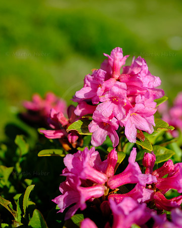 Almrauschblüte, Galsterbergalm, Pleschnitzzinken