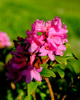 Almrauschblüte, Galsterbergalm, Pleschnitzzinken