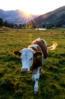THEMENBILD, Landwirtschaft, Weide, Rind, Kuh