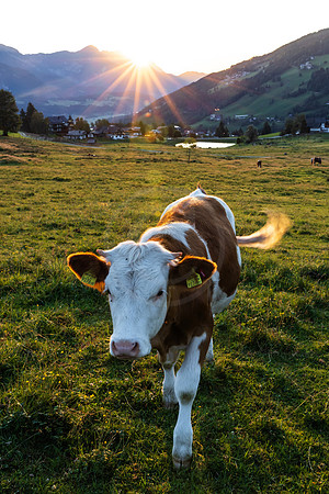 THEMENBILD, Landwirtschaft, Weide, Rind, Kuh