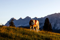 THEMENBILD, Landwirtschaft, Weide, Rind, Kuh