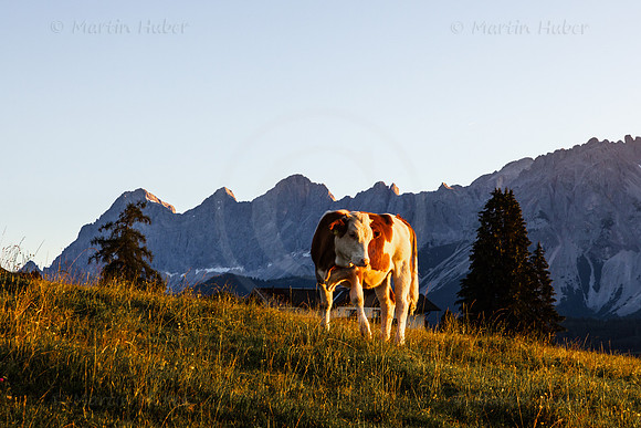 THEMENBILD, Landwirtschaft, Weide, Rind, Kuh