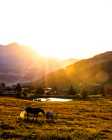THEMENBILD, Landwirtschaft, Weide, Pferd