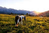 THEMENBILD, Landwirtschaft, Weide, Pferd