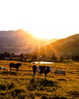 THEMENBILD, Landwirtschaft, Weide, Rind, Kuh