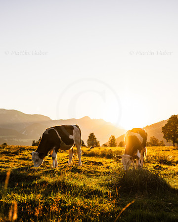 THEMENBILD, Landwirtschaft, Weide, Rind, Kuh