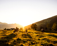 THEMENBILD, Landwirtschaft, Weide, Rind, Kuh