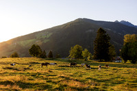 THEMENBILD, Landwirtschaft, Weide, Rind, Kuh