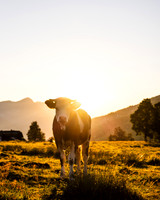 THEMENBILD, Landwirtschaft, Weide, Rind, Kuh