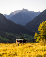 THEMENBILD, Landwirtschaft, Weide, Rind, Kuh
