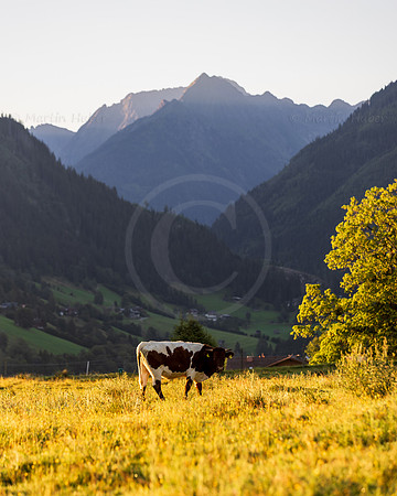 THEMENBILD, Landwirtschaft, Weide, Rind, Kuh