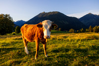 THEMENBILD, Landwirtschaft, Weide, Rind, Kuh