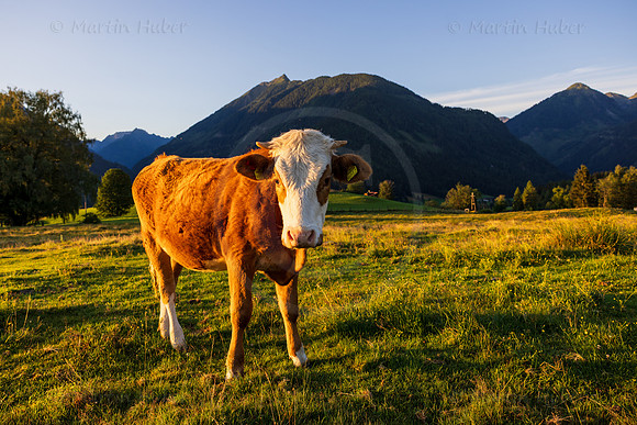 THEMENBILD, Landwirtschaft, Weide, Rind, Kuh