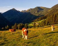 THEMENBILD, Landwirtschaft, Weide, Rind, Kuh