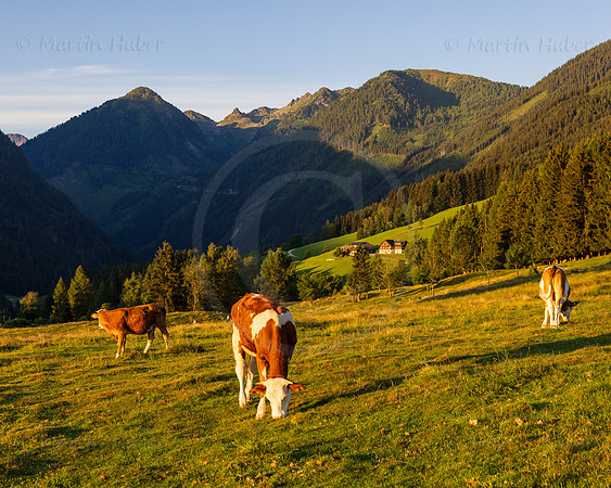 THEMENBILD, Landwirtschaft, Weide, Rind, Kuh