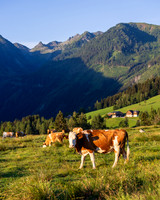 THEMENBILD, Landwirtschaft, Weide, Rind, Kuh