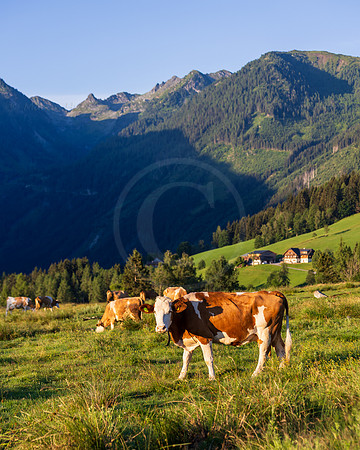 THEMENBILD, Landwirtschaft, Weide, Rind, Kuh
