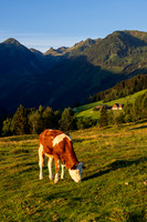 THEMENBILD, Landwirtschaft, Weide, Rind, Kuh