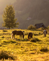 THEMENBILD, Landwirtschaft, Weide, Pferd