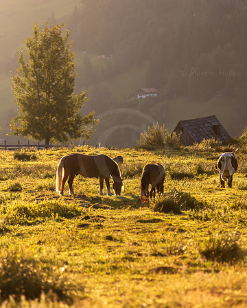 THEMENBILD, Landwirtschaft, Weide, Pferd