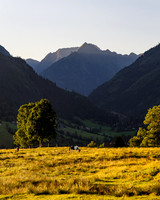 THEMENBILD, Landwirtschaft, Weide, Rind, Kuh