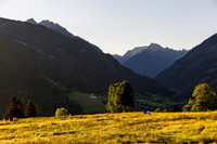 THEMENBILD, Landwirtschaft, Weide, Rind, Kuh