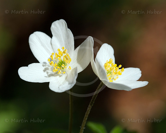 Fruehlingsboten 2013 - Buschwindroeschen (Anemone nemorosa)