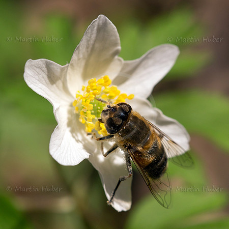 Fruehlingsboten 2013 - Buschwindroeschen (Anemone nemorosa)