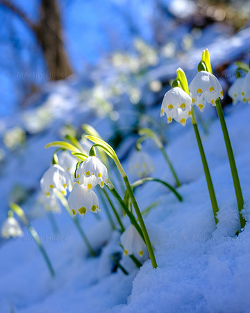 Frühlingsknotenblumen