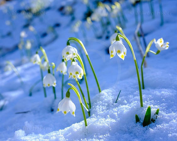 Frühlingsknotenblumen