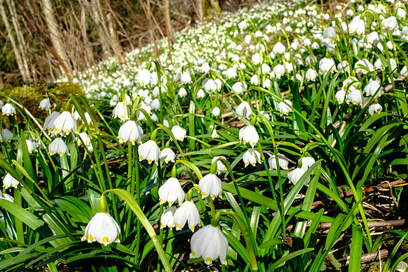 Frühlingsknotenblumen